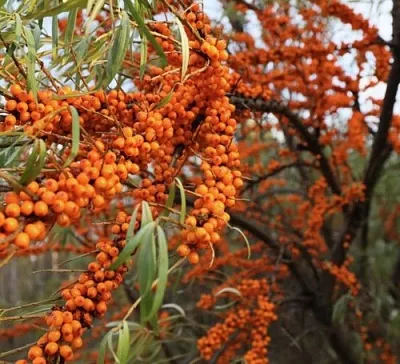 Облепиха СЕРАФИМА  Облепиха СЕРАФИМА в Челябинске