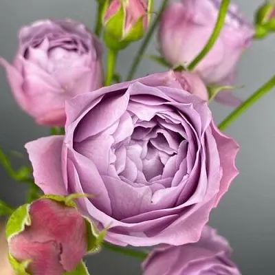 Саженцы роз ЛАВЕНДЕР БАБЛС спрей  Саженцы роз ЛАВЕНДЕР БАБЛС спрей в Челябинске