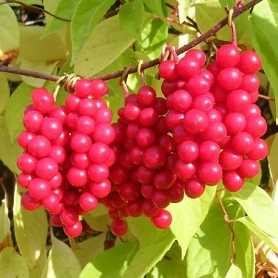 Лимонник  Лимонник в Челябинске