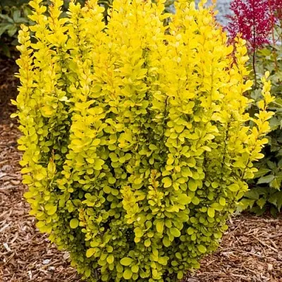 Барбарис ГОЛДЕН ТОРЧ тунберга  Барбарис ГОЛДЕН ТОРЧ тунберга в Челябинске