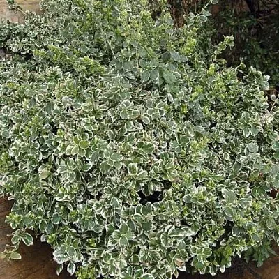 Бересклет ЭМЕРАЛЬД ГАИТИ форчуна в Челябинске