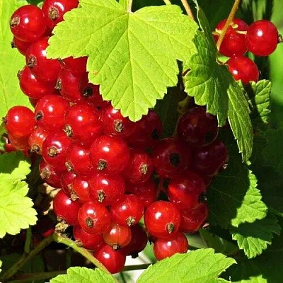 Смородина красная ГАЗЕЛЬ  Смородина красная ГАЗЕЛЬ в Челябинске