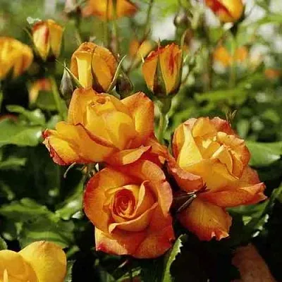 Саженцы роз САХАРА плетистая  Саженцы роз САХАРА плетистая в Челябинске