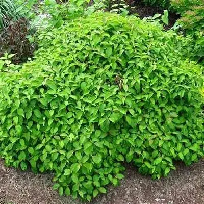 Дерен КЕЛСЕИ шелковистый   Дерен КЕЛСЕИ шелковистый  в Челябинске