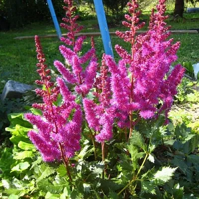 Астильба ЭЛИЗАБЕТ ВАН ВИН японская  Астильба ЭЛИЗАБЕТ ВАН ВИН японская в Челябинске