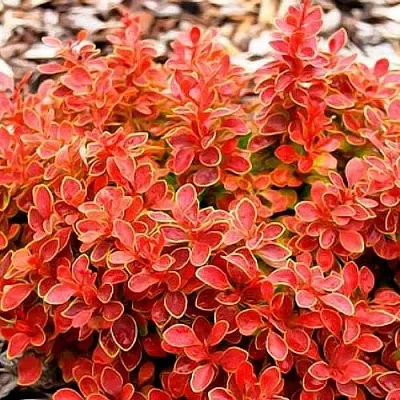 Барбарис КОРАЛ тунберга  Барбарис КОРАЛ тунберга в Челябинске