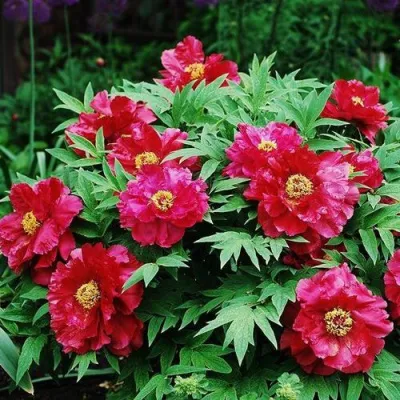 Пион КРАСНЫЙ ЛОТОС древовидный в Челябинске