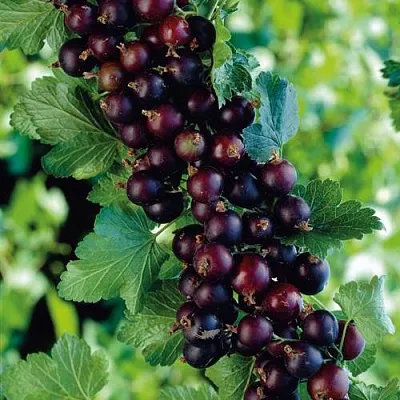 Йошта  Йошта в Челябинске