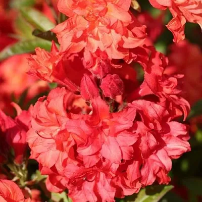 Азалия ФОЙЕРКОПФЕН крупноцветковая  Азалия ФОЙЕРКОПФЕН крупноцветковая в Челябинске