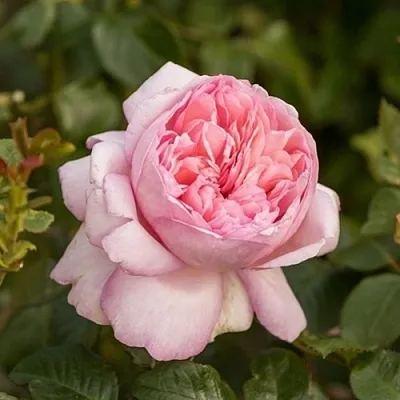 Саженцы роз МАУРИЦИЯ чайно-гибридная  Саженцы роз МАУРИЦИЯ чайно-гибридная в Челябинске