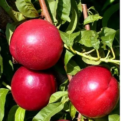 Нектарин ХАРКО в Челябинске