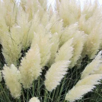 Кортадерия белая (пампасная трава) в Челябинске