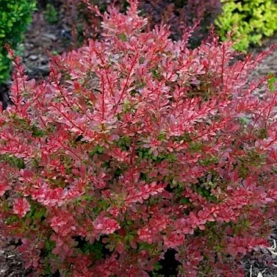 Барбарис ГОЛДЕН РИНГ тунберга  Барбарис ГОЛДЕН РИНГ тунберга в Челябинске