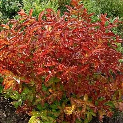 Вейгела ОГНЕННЫЕ КРЫЛЬЯ  Вейгела ОГНЕННЫЕ КРЫЛЬЯ в Челябинске