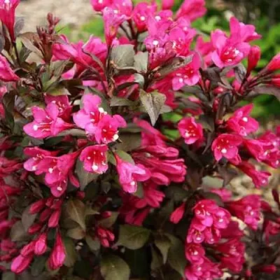 Вейгела БЛЭК РУБИ  Вейгела БЛЭК РУБИ в Челябинске