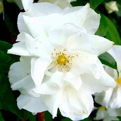 Жасмин РОЗАЦЕ  Жасмин РОЗАЦЕ в Челябинске