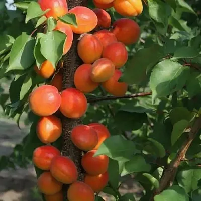 Абрикос ЗВЕЗДНЫЙ колонновидный в Челябинске