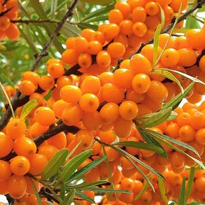 Облепиха  Облепиха в Челябинске