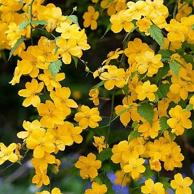 Керрия в Челябинске