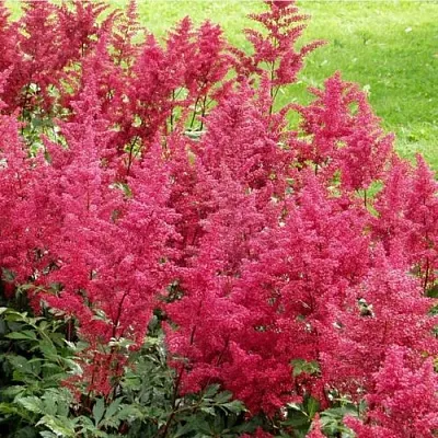 Астильба СКАЙСКРЕЙПЕР китайская  Астильба СКАЙСКРЕЙПЕР китайская в Челябинске