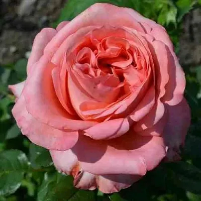 Саженцы роз ЛОНДОН АЙ чайно-гибридная  Саженцы роз ЛОНДОН АЙ чайно-гибридная в Челябинске