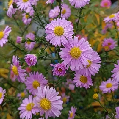 Астра СТРОУБЕРРИ ЭНД КРИМ новобельгийская  Астра СТРОУБЕРРИ ЭНД КРИМ новобельгийская в Челябинске