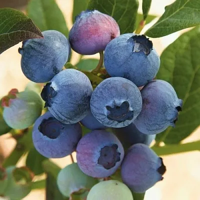 Голубика ОСОРНО  Голубика ОСОРНО в Челябинске