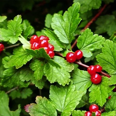 Смородина альпийская  Смородина альпийская в Челябинске