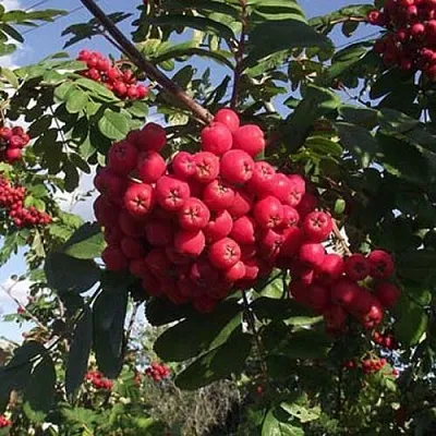 Рябина МОРАВСКАЯ сладкоплодная  Рябина МОРАВСКАЯ сладкоплодная в Челябинске