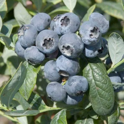 Голубика БРИГИТТА — описание сорта Голубика БРИГИТТА в Челябинске