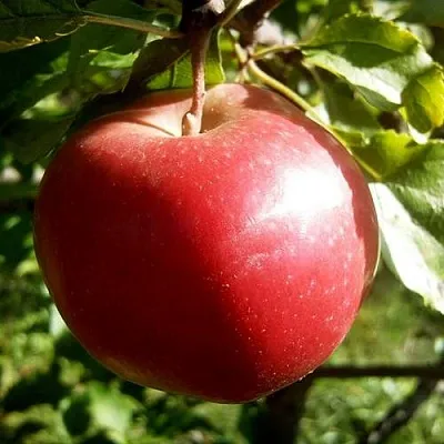 Яблоня НАСТЕНЬКА  Яблоня НАСТЕНЬКА в Челябинске