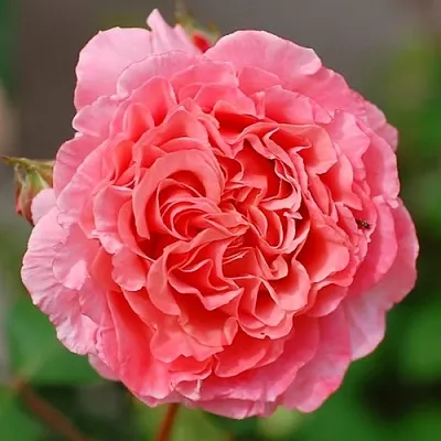 Саженцы роз ЛОРАН КАБРОЛЬ шраб  Саженцы роз ЛОРАН КАБРОЛЬ шраб в Челябинске