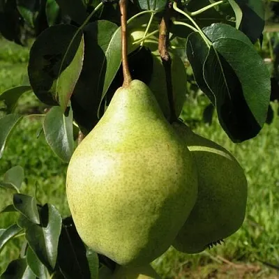 Груша МИНСКАЯ колонновидная  Груша МИНСКАЯ колонновидная в Челябинске
