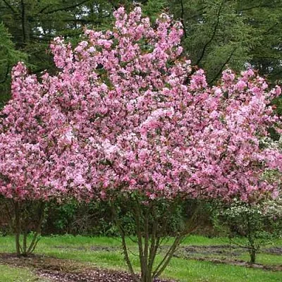 Яблоня РУДОЛЬФ декоративная   Яблоня РУДОЛЬФ декоративная  в Челябинске