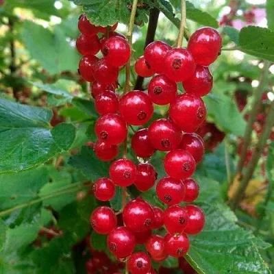 Смородина красная КОНСТАНТИНОВСКАЯ  Смородина красная КОНСТАНТИНОВСКАЯ в Челябинске