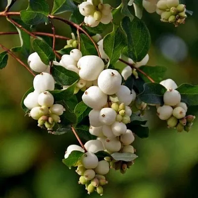 Снежноягодник в Челябинске