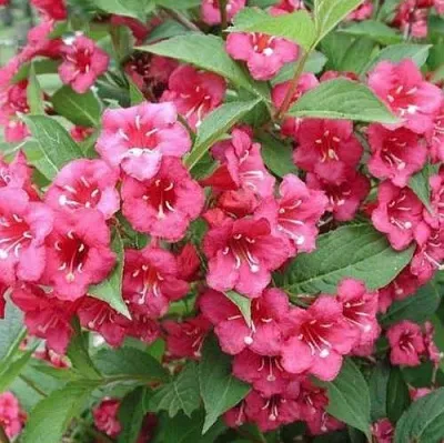 Вейгела БРИСТОЛЬ РУБИ  Вейгела БРИСТОЛЬ РУБИ в Челябинске