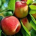 Персик  Персик в Челябинске