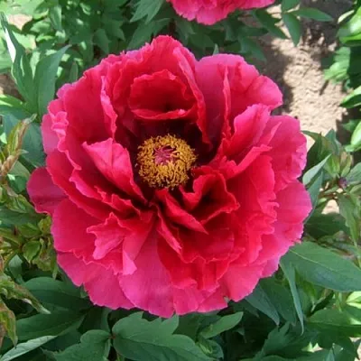 Пион КРАСНЫЙ ГИГАНТ древовидный  Пион КРАСНЫЙ ГИГАНТ древовидный в Челябинске