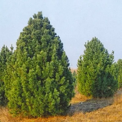 Сосна черная ПИРАМИДАЛИС  Сосна черная ПИРАМИДАЛИС в Челябинске
