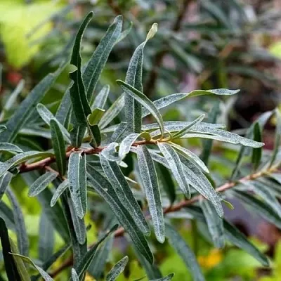 Облепиха АДАМ (МУЖСКАЯ)  Облепиха АДАМ (МУЖСКАЯ) в Челябинске