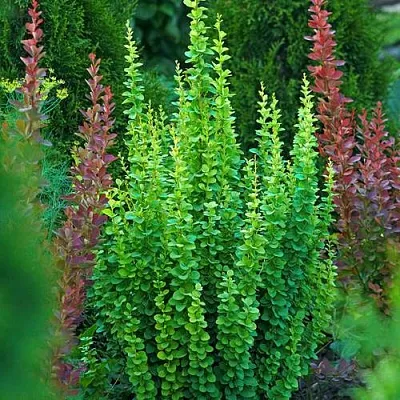 Барбарис ЭРЕКТА тунберга  Барбарис ЭРЕКТА тунберга в Челябинске