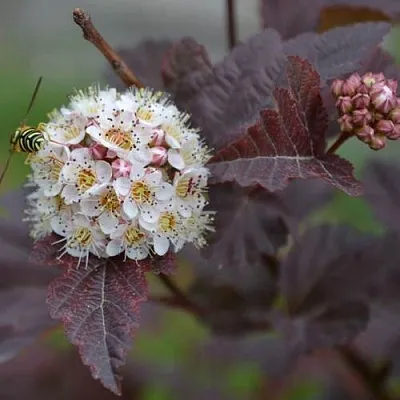 Пузыреплодник в Челябинске