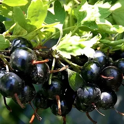 Золотистая  Золотистая в Челябинске