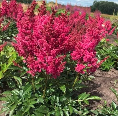 Астильба ЛАКИ ДЕЙ Арендса  Астильба ЛАКИ ДЕЙ Арендса в Челябинске