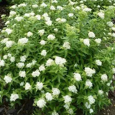 Спирея АЛЬБИФЛОРА японская в Челябинске