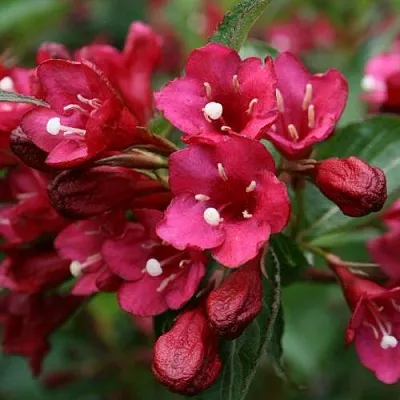 Вейгела ЕВА РАТКЕ  Вейгела ЕВА РАТКЕ в Челябинске