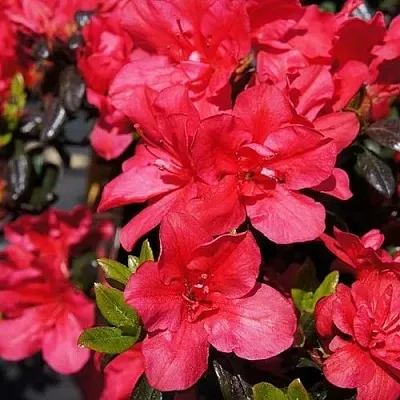 Азалия МАРУШКА японская  Азалия МАРУШКА японская в Челябинске