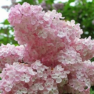 Сирень ВЕЧЕРНИЙ ЗВОН в Челябинске