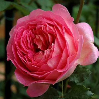 Саженцы роз ДЖУБИЛИ СЕЛЕБРЕЙШН английская в Челябинске